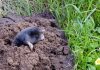 Getting Rid of Moles in Yard