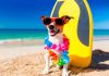Dog Friendly Beaches in Florida Panhandle for Happy Holiday of Pet Owners