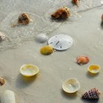 Best Seashell Beaches in Florida to Find Varieties of Beautiful Seashells