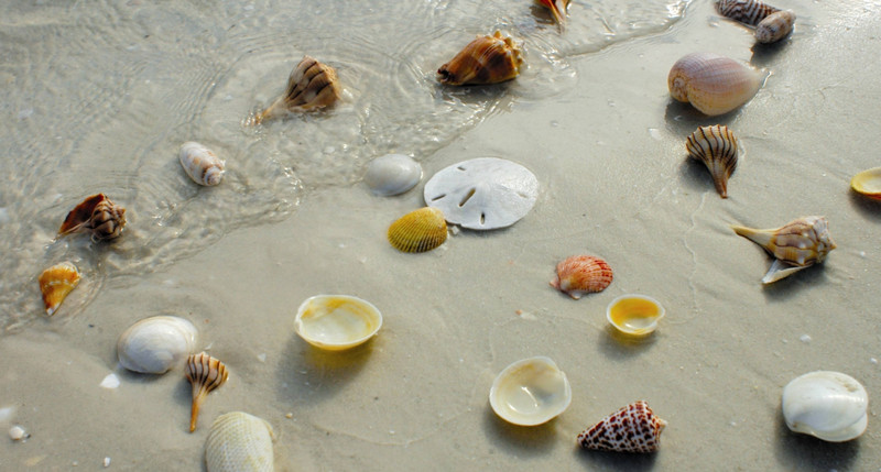 Best Seashell Beaches in Florida to Find Varieties of Beautiful Seashells
