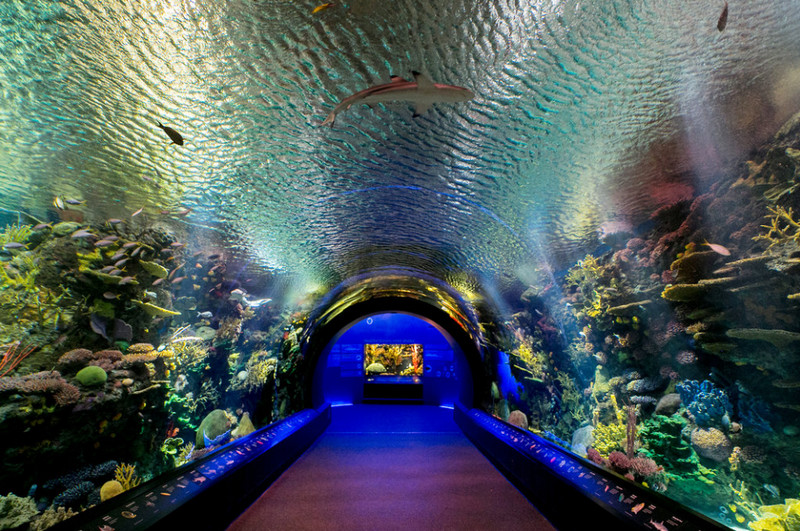 Coney Island Aquarium Prices for Different Ages in New York
