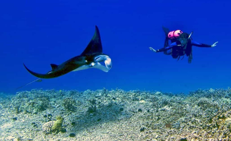 Swim with Manta Rays in Hawaii and Some FAQs to Help Your Bucket List Checked