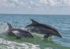Swimming with Dolphins in Destin Florida