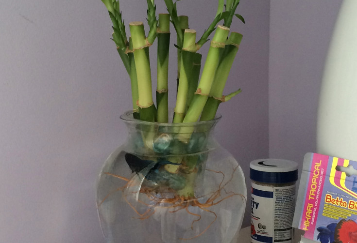 betta fish vase with bamboo